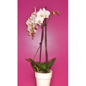 ORCHIDEE PHALAENOPSIS 1