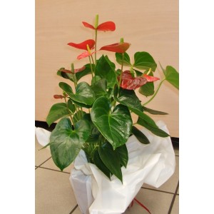 ANTHURIUM