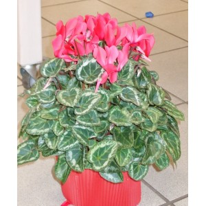 CYCLAMEN