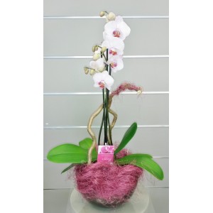 ORCHIDEE PHALAENOPSIS  3