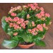 KALANCHOE