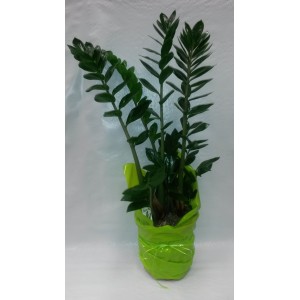 ZAMIOCULCAS