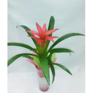 GUZMANIA VASE