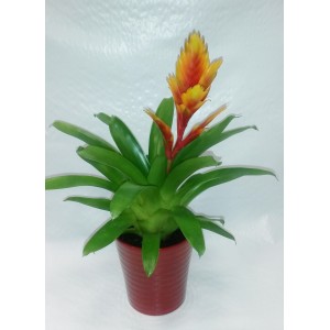 GUZMANIA 